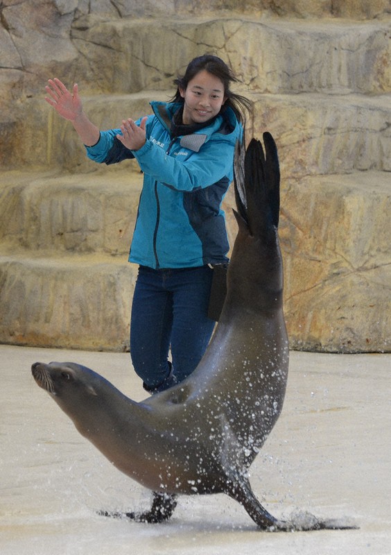 アシカと息ぴったり 新人トレーナーデビュー 鳥羽水族館 ／三重 | 毎日新聞