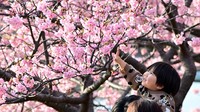 見ごろを迎えた河津桜と花に手を伸ばす子ども＝静岡県河津町で2024年2月14日、北山夏帆撮影