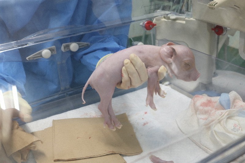 ブタの科学 Generic 4D豚解剖モデル生物学学習玩具科学モデル : 4D 豚