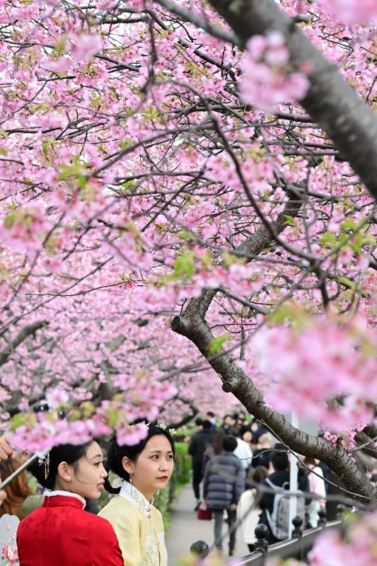 In Photos Earlyblooming Kawazu cherry blossoms at their best in