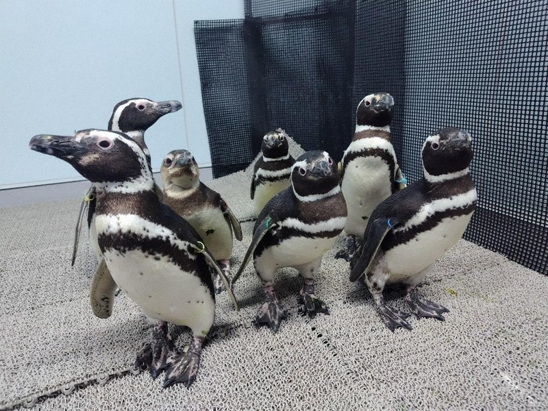 のとじま水族館の動物たちを救え！ 全国の施設へ避難大作戦 | 毎日新聞