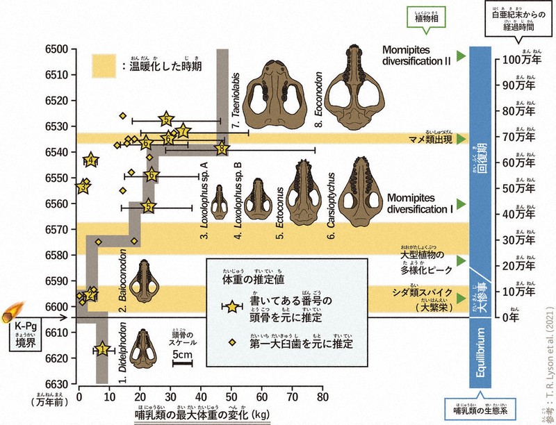 ゆり先生の化石研究室：／79 地球温暖化で哺乳類回復 白亜紀末に大量