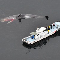 大阪湾にマッコウクジラ [写真特集1/10] | 毎日新聞