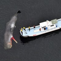 大阪湾にマッコウクジラ [写真特集2/10] | 毎日新聞