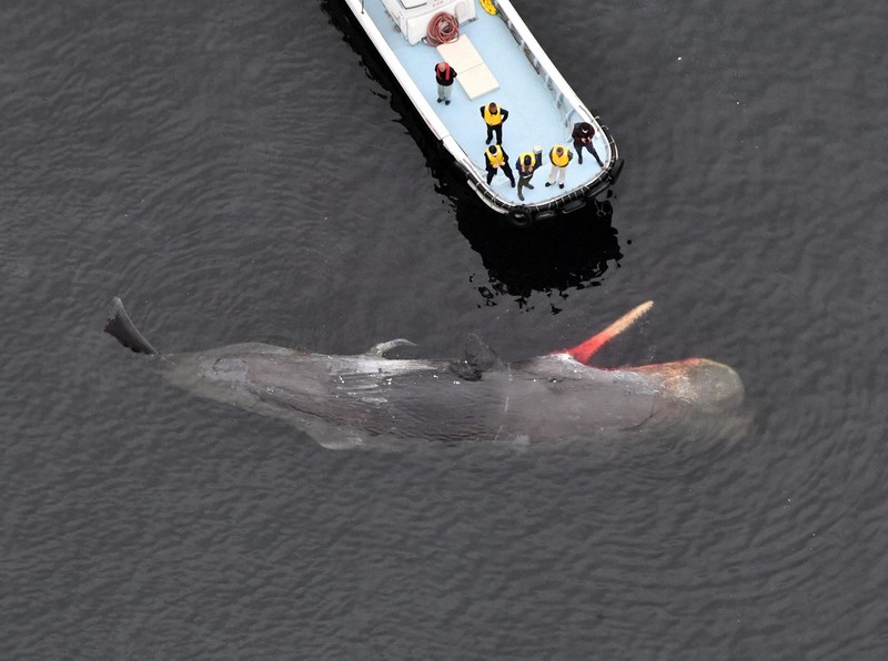 大阪湾にマッコウクジラ [写真特集2/10] | 毎日新聞