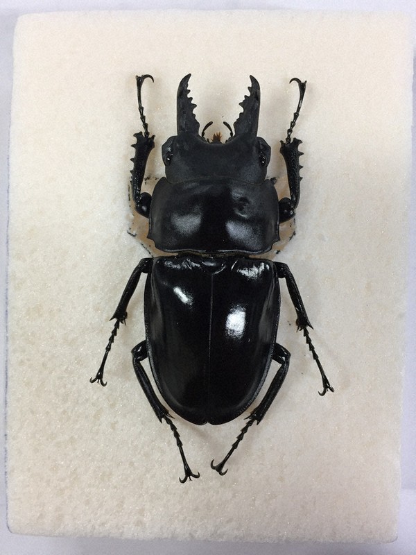 ネズミフグ　標本 伊丹市昆虫館むしばなし：／47 標本のつくり方 「針ネズミ」に技術込め