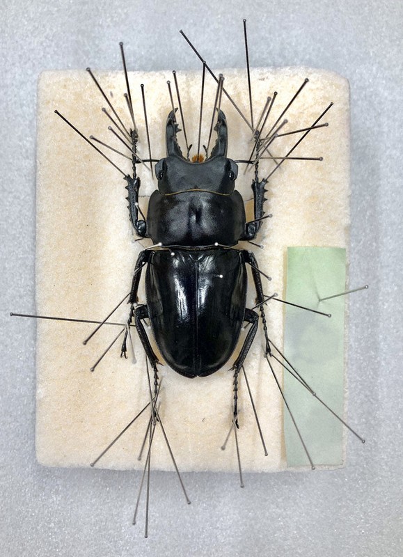 伊丹市昆虫館むしばなし：／47 標本のつくり方 「針ネズミ」に技術込め