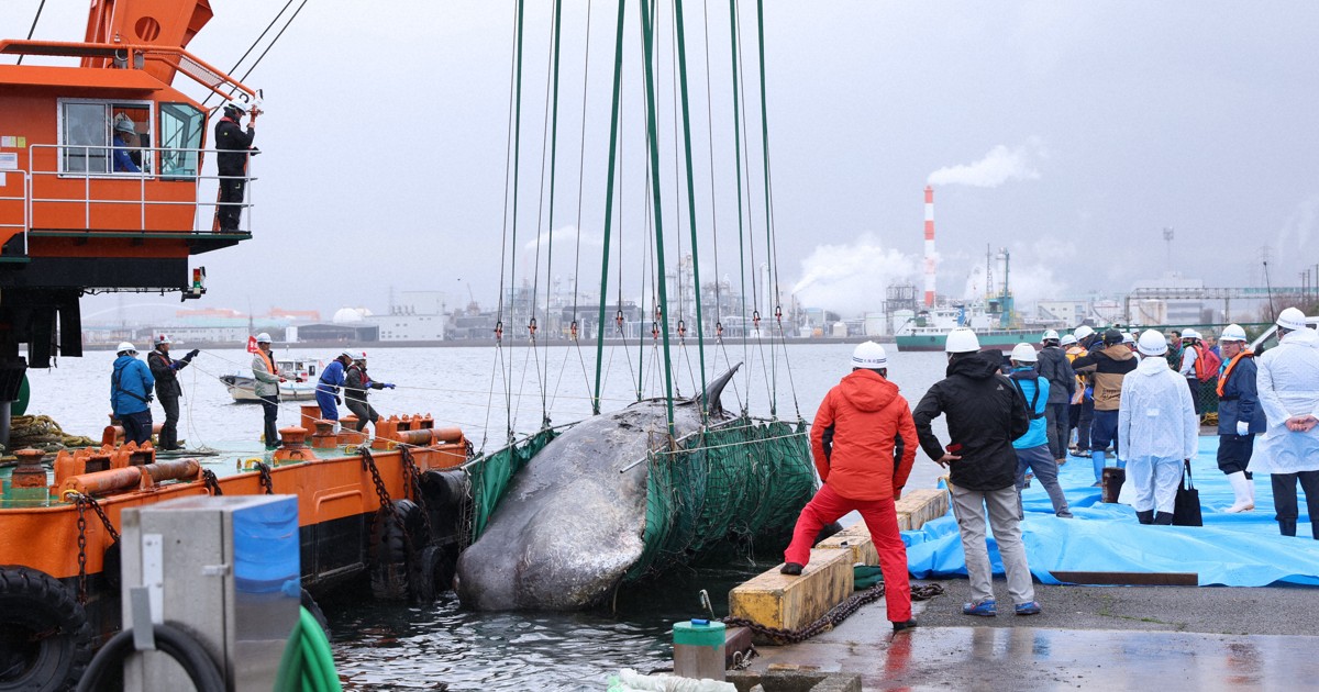 大阪湾で死んだクジラ、陸揚げ 埋却後、掘り出して骨格標本に | 毎日新聞