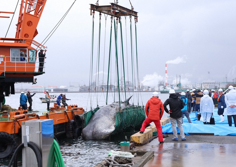 大阪湾で死んだクジラ、陸揚げ 埋却後、掘り出して骨格標本に | 毎日新聞