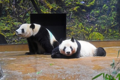 シャオシャオ（左）とレイレイ＝2024年2月19日（東京動物園協会提供）
