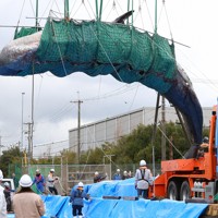 大阪湾のマッコウクジラ陸揚げ [写真特集1/10] | 毎日新聞