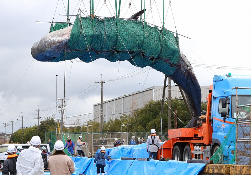 大阪湾のマッコウクジラ陸揚げ [写真特集1/10] | 毎日新聞