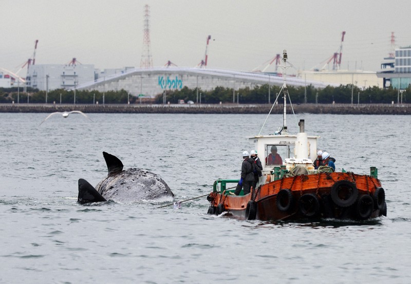 マッコウクジラ 大阪湾のマッコウクジラ陸揚げ [写真特集1/10] | 毎日新聞
