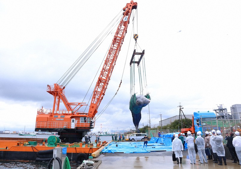 大阪湾のマッコウクジラ陸揚げ [写真特集1/10] | 毎日新聞