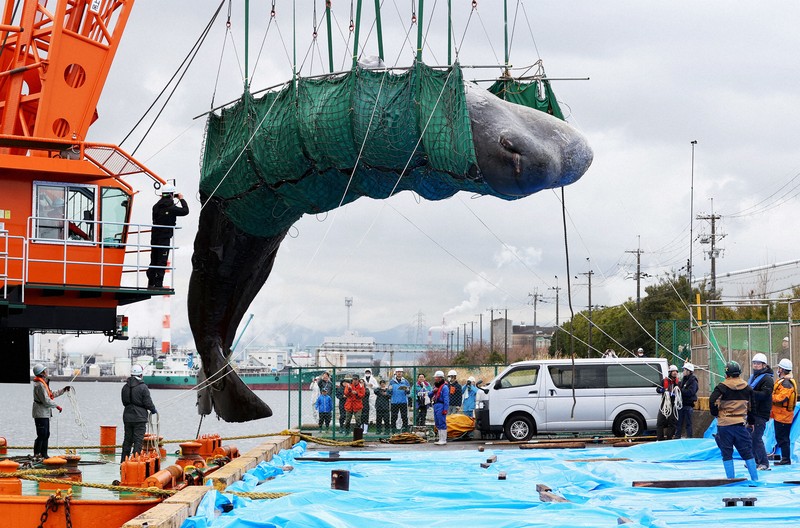 大阪湾のマッコウクジラ陸揚げ [写真特集1/10] | 毎日新聞