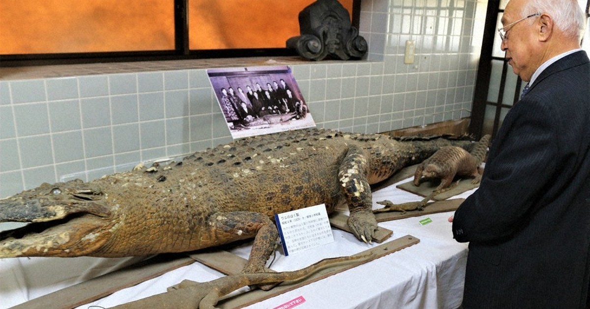 57年ぶり、お宝続々発見 柳本小、1930年前後に寄贈 巨大ワニなどの剥製