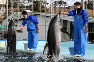 ナホトカ号事故時の恩返し のとじま水族館のイルカ、福井の水族館へ