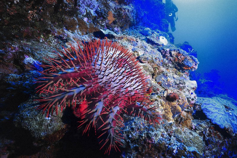 1622 外国 海外切手 中華民国 台湾 海洋生物 サンゴ ヒトデ 1622 外国 海外切手 中華民国 台湾 海洋生物 サンゴ ヒトデ 1622