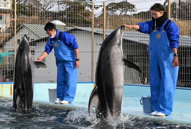 ナホトカ号事故時の恩返し のとじま水族館のイルカ、福井の水族館へ