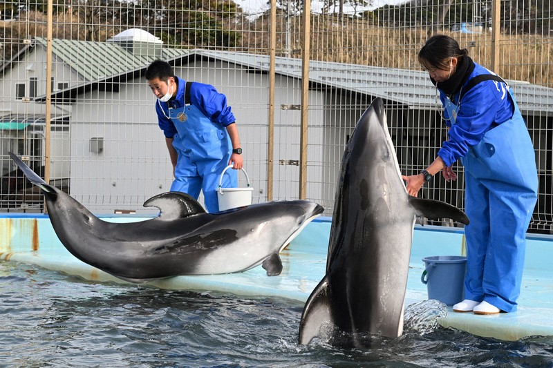 ナホトカ号事故時の恩返し のとじま水族館のイルカ、福井の水族館へ