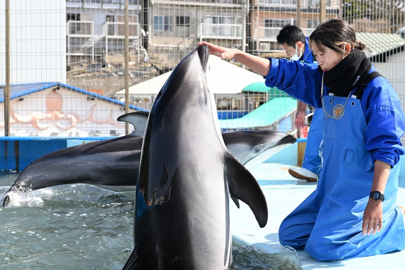 ナホトカ号事故時の恩返し のとじま水族館のイルカ、福井の水族館へ