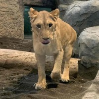 雌だったことが分かったライオンのクレイ＝2024年2月29日撮影、円山動物園提供