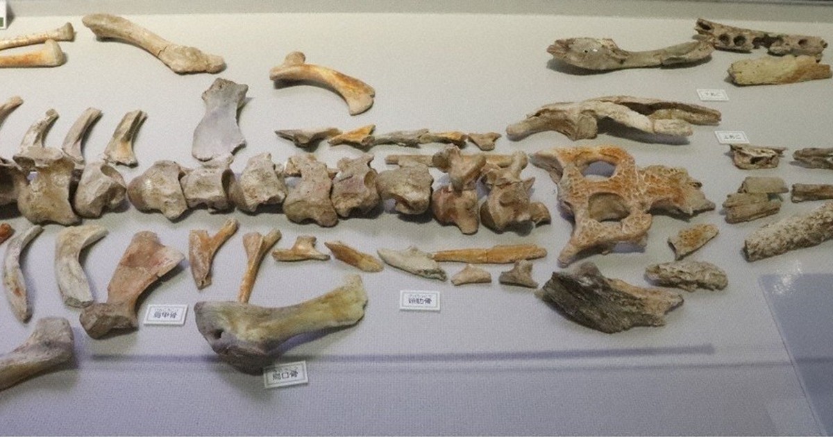 古代のワニに焦点 県内外の化石など271点紹介 多賀町立博物館、来月7日