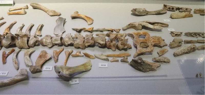 化石 古代のワニに焦点 県内外の化石など271点紹介 多賀町立博物館、来月7日
