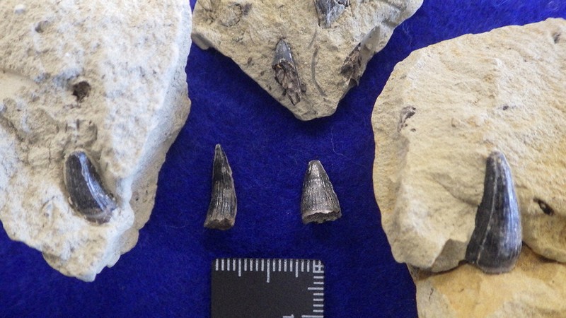 古代のワニに焦点 県内外の化石など271点紹介 多賀町立博物館、来月7日