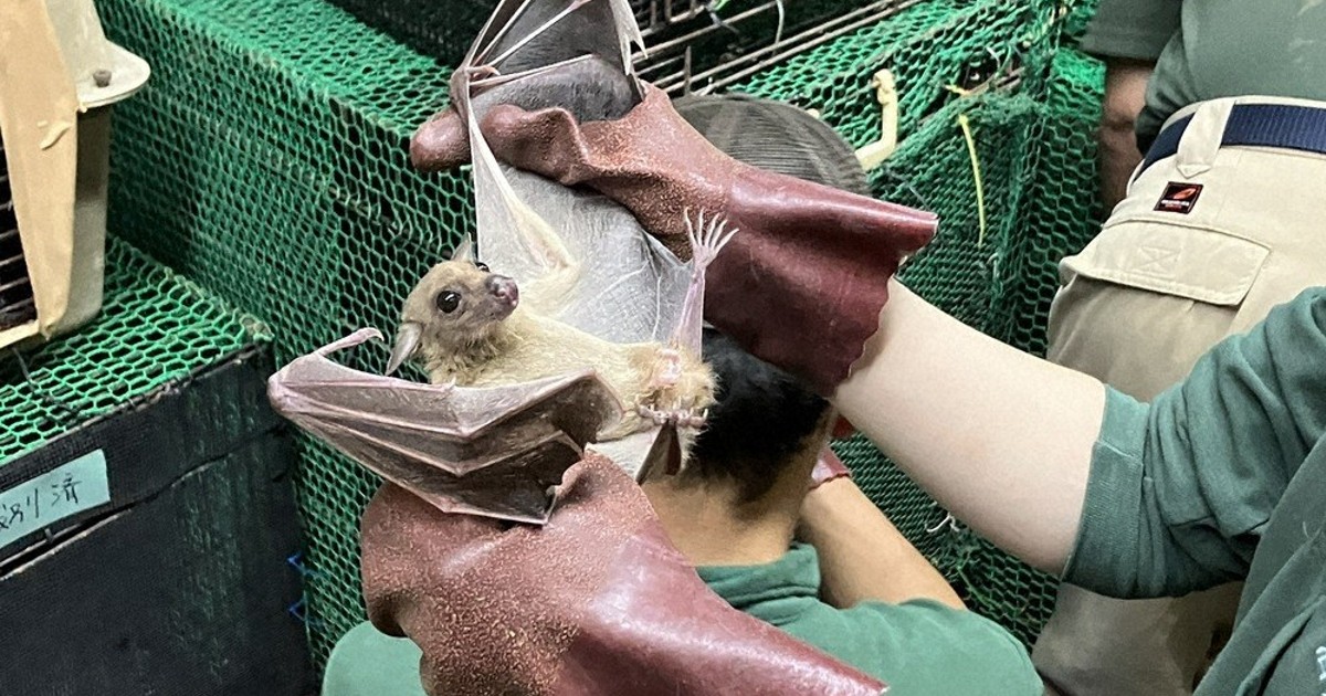 コウモリ全員集合！ 飼育395匹を確認 香南・のいち動物公園 ／高知