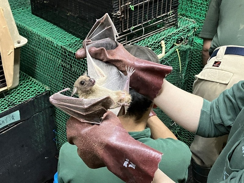 コウモリ全員集合！ 飼育395匹を確認 香南・のいち動物公園 ／高知