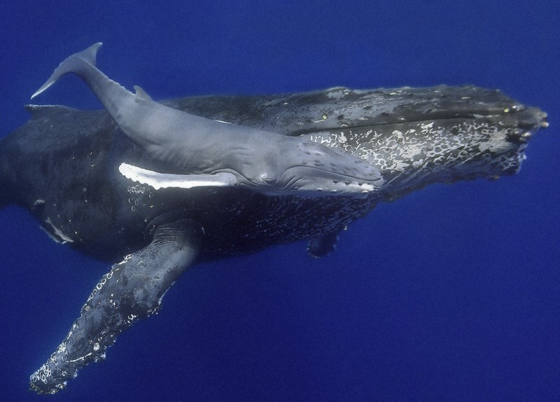 ザトウクジラ っぽくっ