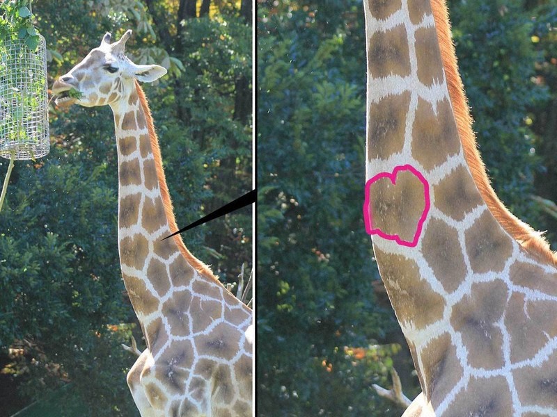 キリン様確認用 首のハートマークで人気集めたキリン死ぬ 名古屋・東山動植物園 | 毎日新聞