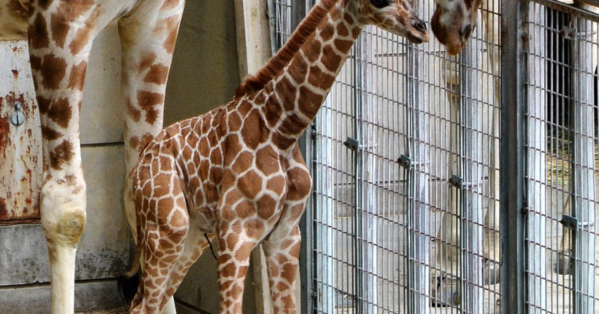 首のハートマークで人気集めたキリン死ぬ 名古屋・東山動植物園 [写真