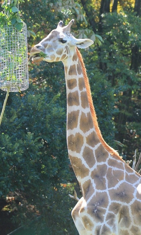 キリンのマオ死ぬ 首のハート模様で人気に 東山動植物園 ／愛知 | 毎日新聞
