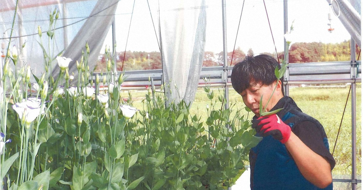 トルコギキョウをつくりこなす : 自生地に学ぶ高品質栽培 トルコギキョウをつくりこなす : 自生地に学ぶ高品質栽培