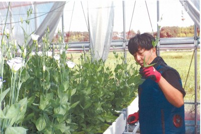 電設会社の努力が“開花” 浪江でトルコギキョウの新品種を栽培 | 毎日新聞