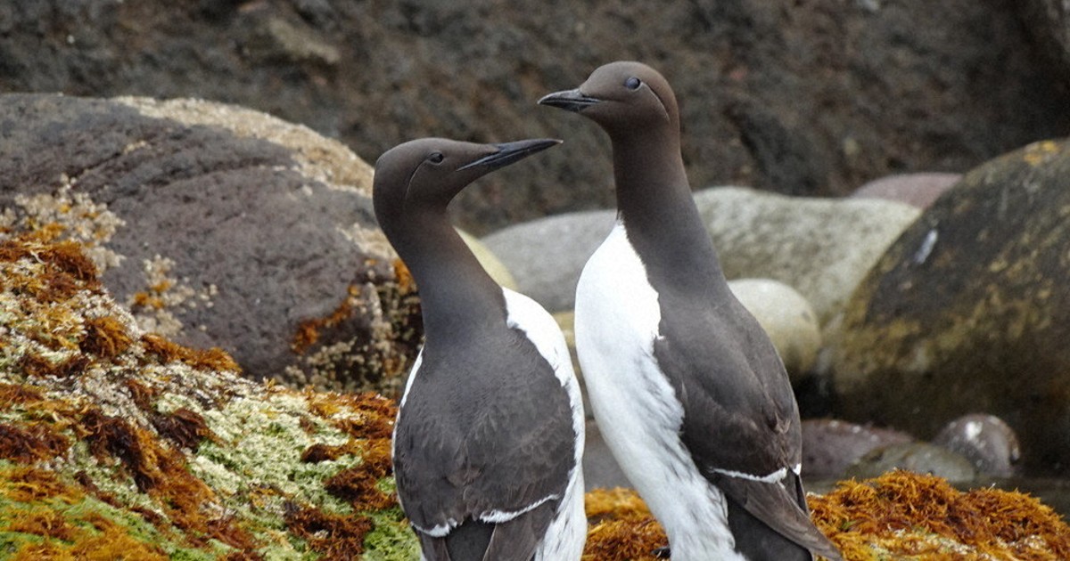 うみのとり 質問なるほドリ：ウミガラスってどんな鳥？ 北海道の離島のみ繁殖