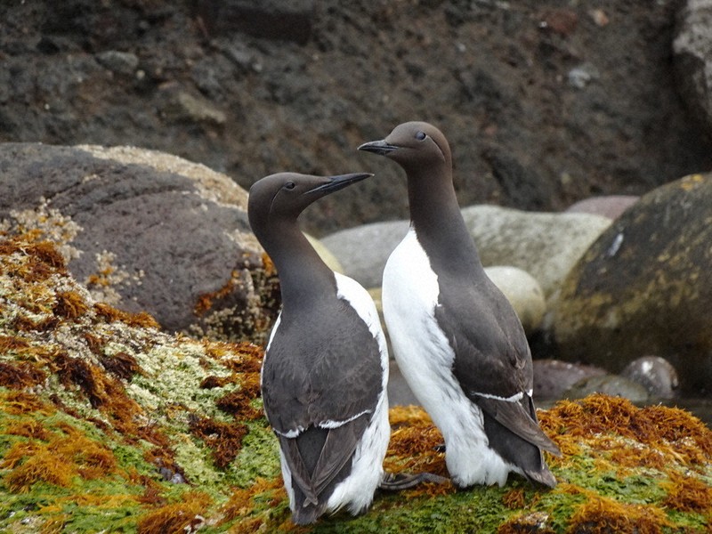 うみのとり ウトウ - Wikipedia