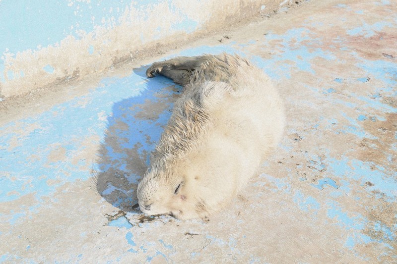 アザラシ赤ちゃん フワフワ白い毛は今だけ 北海道の水族館 | 毎日新聞