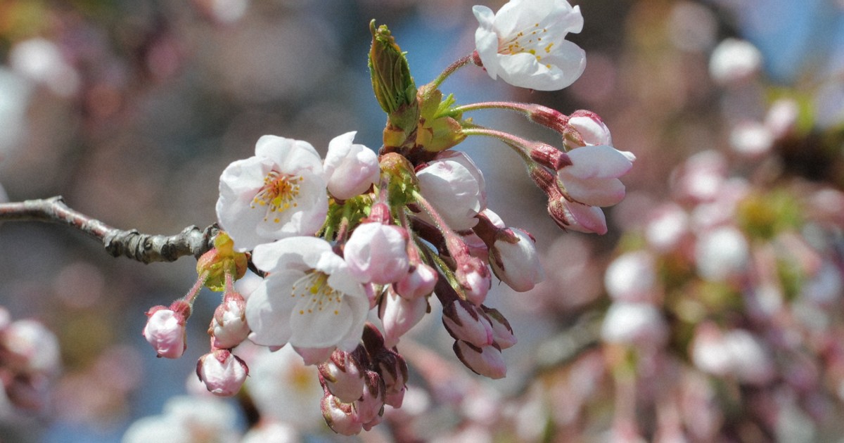 【CHERRY様オーダーページ】 サクラ さくら様 オーダーページ フリーカード冊子 ｜ Z/X - Zillions