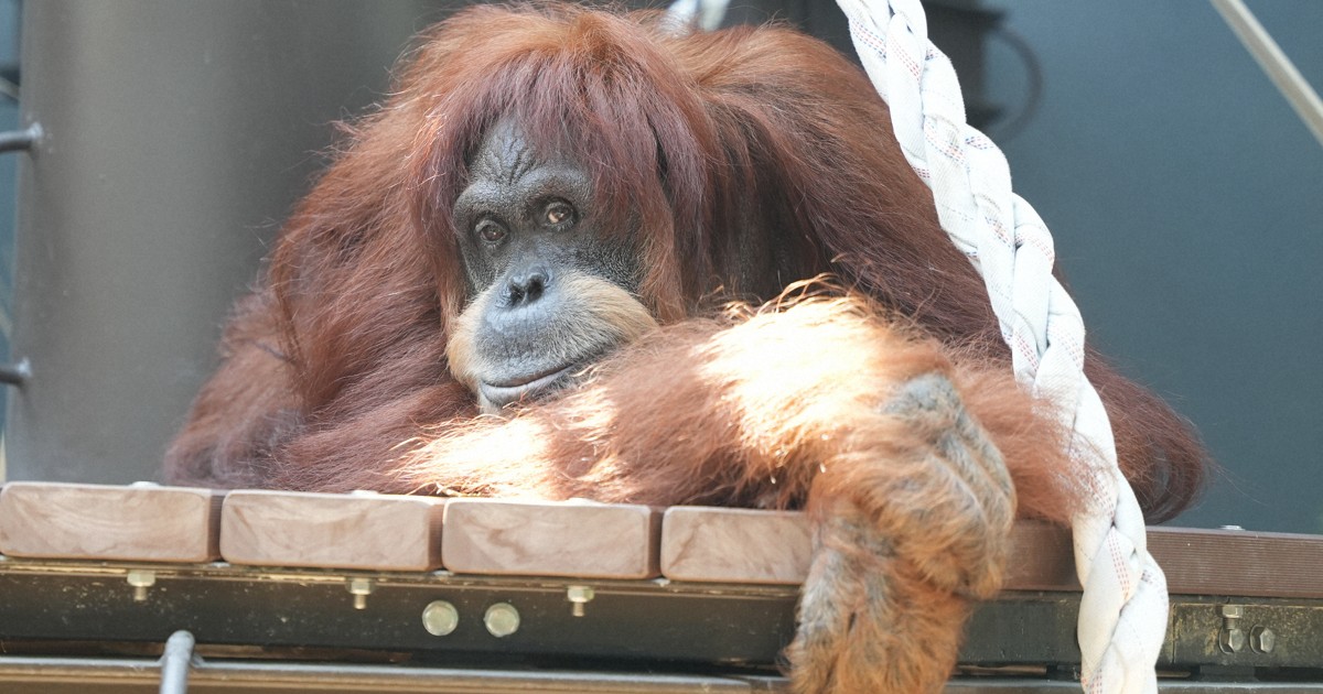 【Orangutan】羽毛布団　superior1 BUCHENBAUM 羽毛布団superior1 BUCHENBAUM