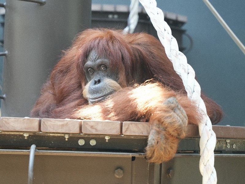 スマトラオランウータン「ネオ」大往生 国内最高齢54歳 東山動植物園