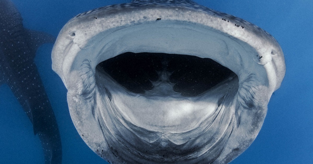 水中写真館：／38 ジンベエザメ | 毎日新聞