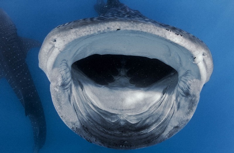 ノーザンライツ　（水）ジンベイザメ ノーザンライツ （水）ジンベイザメ