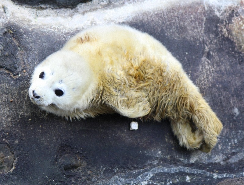 アザラシの赤ちゃん、人気末広がり？ 体重8.8キロ 静岡みとしー | 毎日新聞