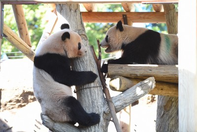レイレイ（左）とシャオシャオ＝2024年3月18日（東京動物園協会提供）