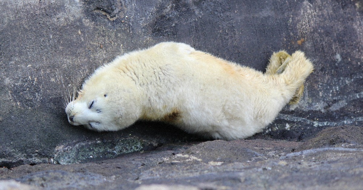 ちっちゃいのいるよー！」 アザラシ赤ちゃん、体重測定 沼津・みとしー