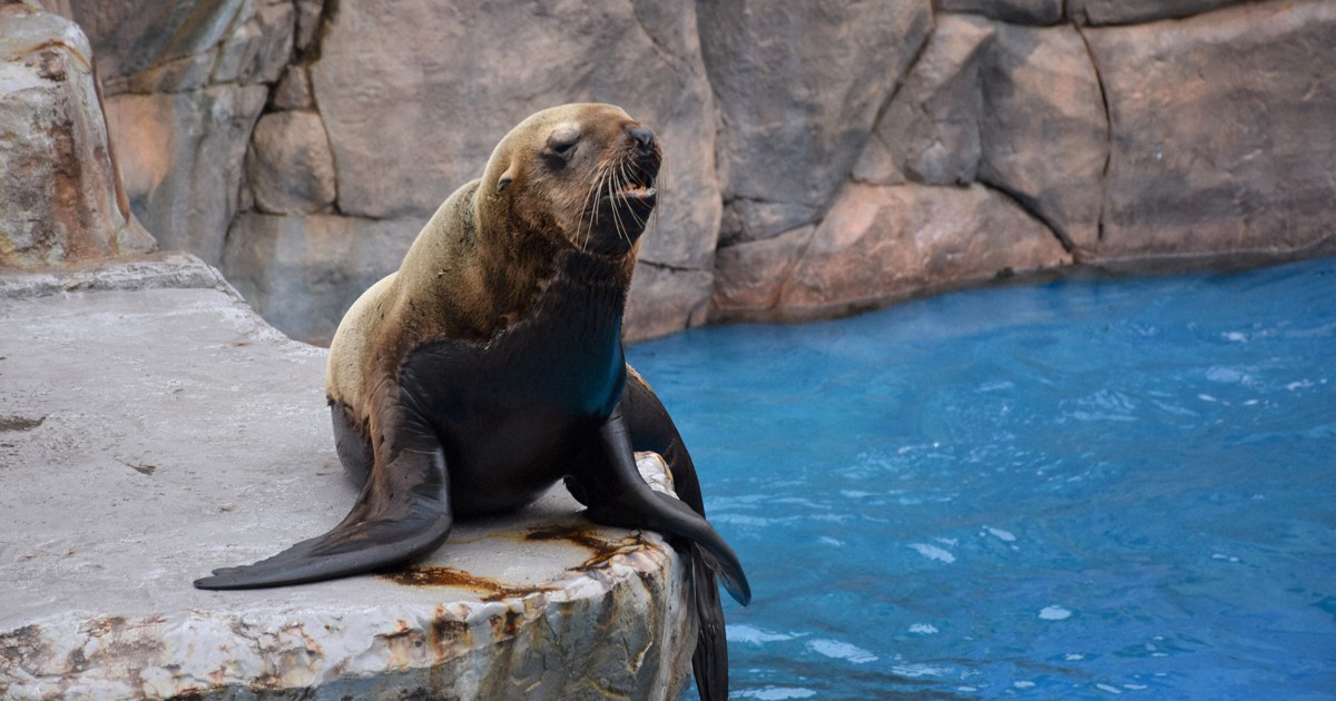 7月2日生まれのトド、「ナツ」と命名 新潟市水族館、成長願う | 毎日新聞