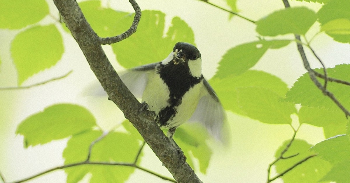 木彫りの鳥 シジュウカラの着枝直前 【公式通販】